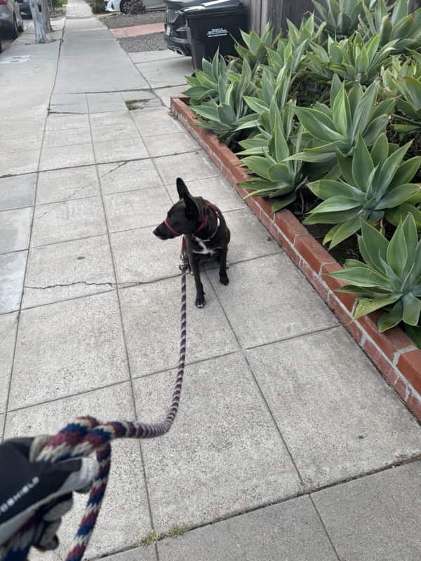A picture of a black dog named Bowie sitting, taken on April 20 2025 at 6:40 am